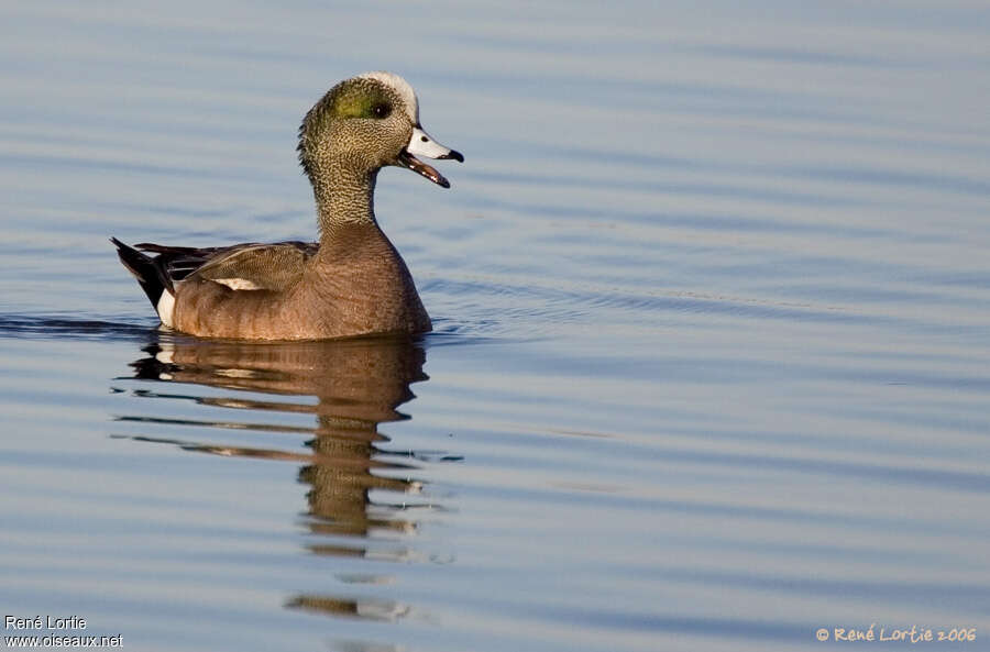 Canard à front blanc mâle adulte, nage