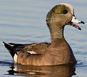 Canard à front blanc