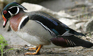 Wood Duck