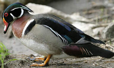 Canard carolin