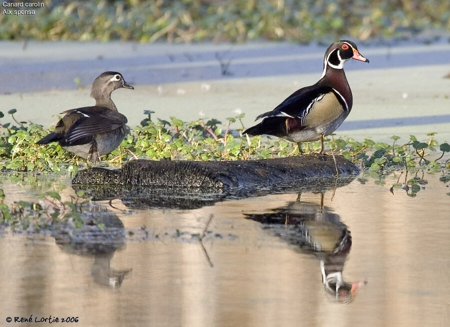 Canard carolin adulte nuptial