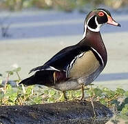 Wood Duck