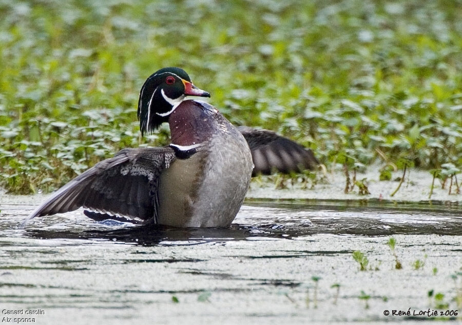 Canard carolin mâle adulte nuptial