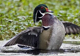 Wood Duck