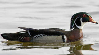 Wood Duck