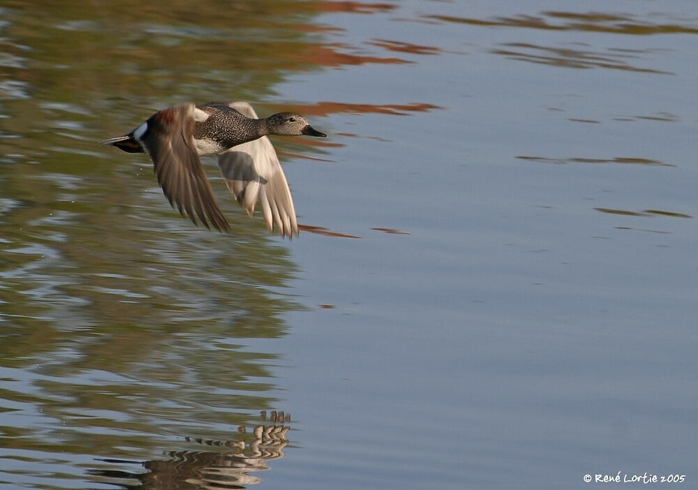 Gadwall