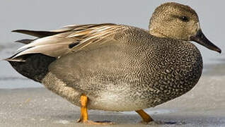 Gadwall