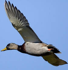 Canard colvert