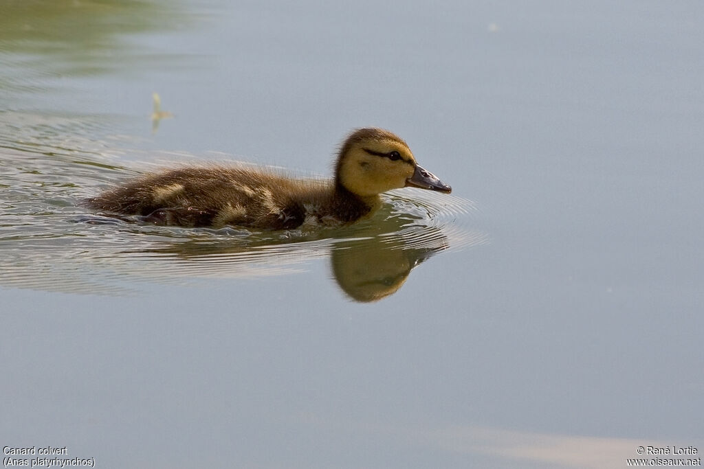 Canard colvert