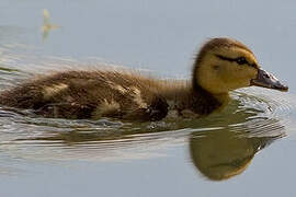 Canard colvert