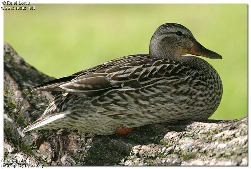 Mallard