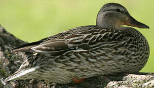 Canard colvert