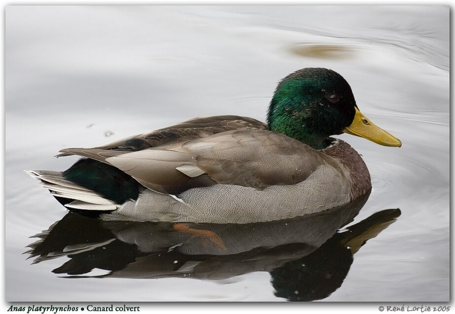 Canard colvert