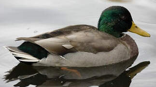 Canard colvert