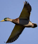 Canard colvert