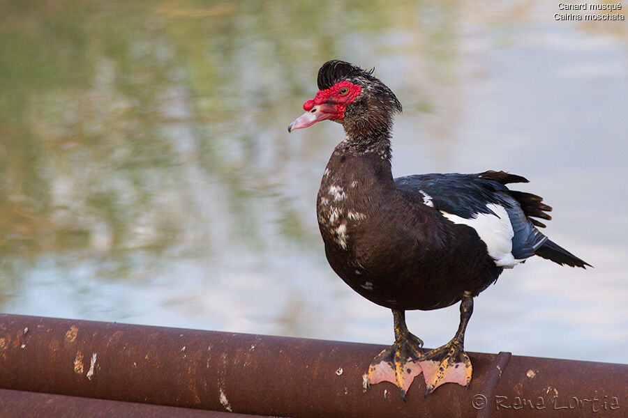 Canard musquéadulte, identification