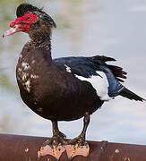 Muscovy Duck