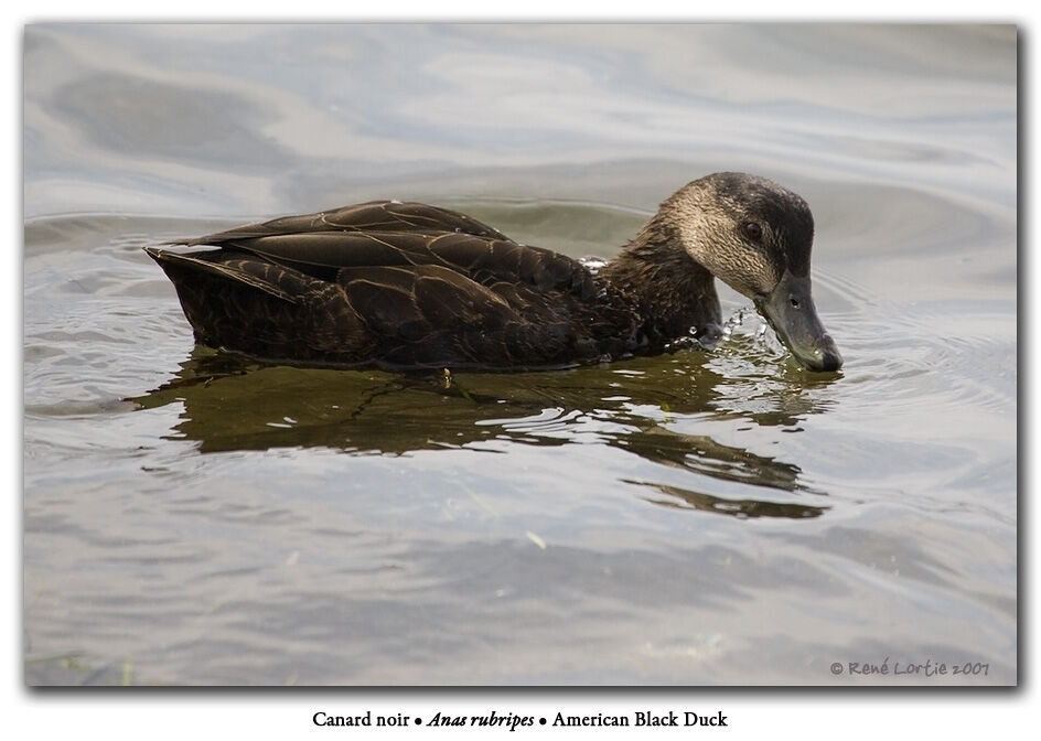 Canard noir femelle