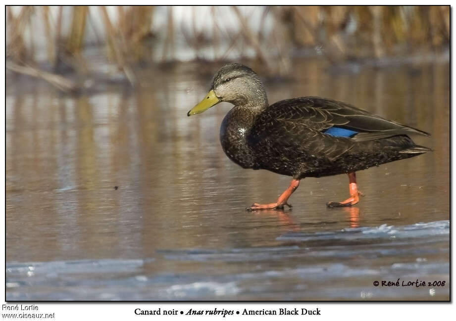 American Black Duck male adult breeding, identification