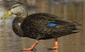 American Black Duck