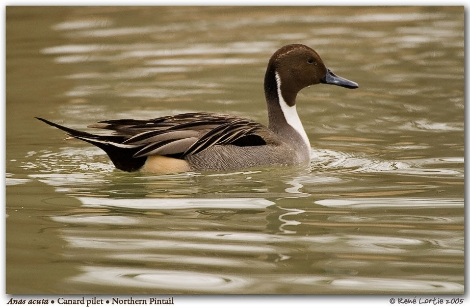 Canard pilet