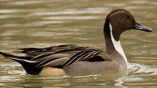 Northern Pintail