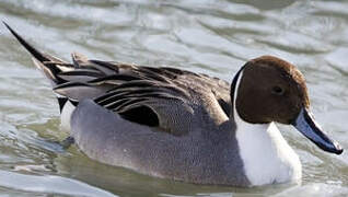 Northern Pintail