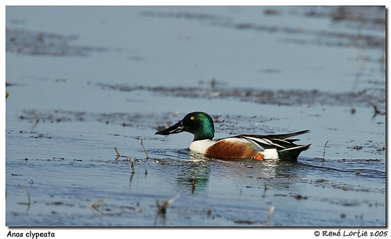 Northern Shoveler