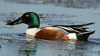 Northern Shoveler