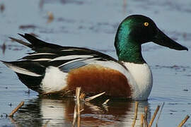 Northern Shoveler