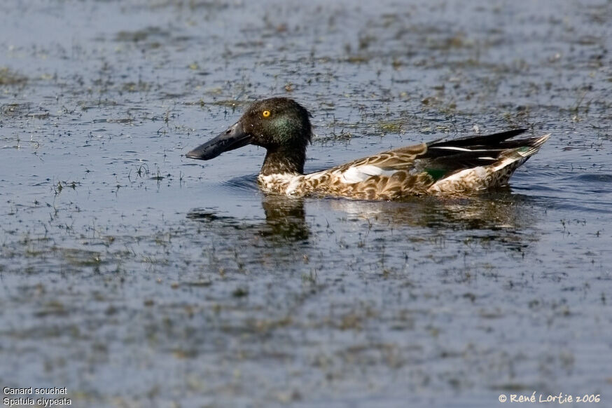 Canard souchet mâle adulte internuptial