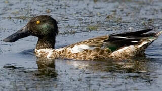 Canard souchet