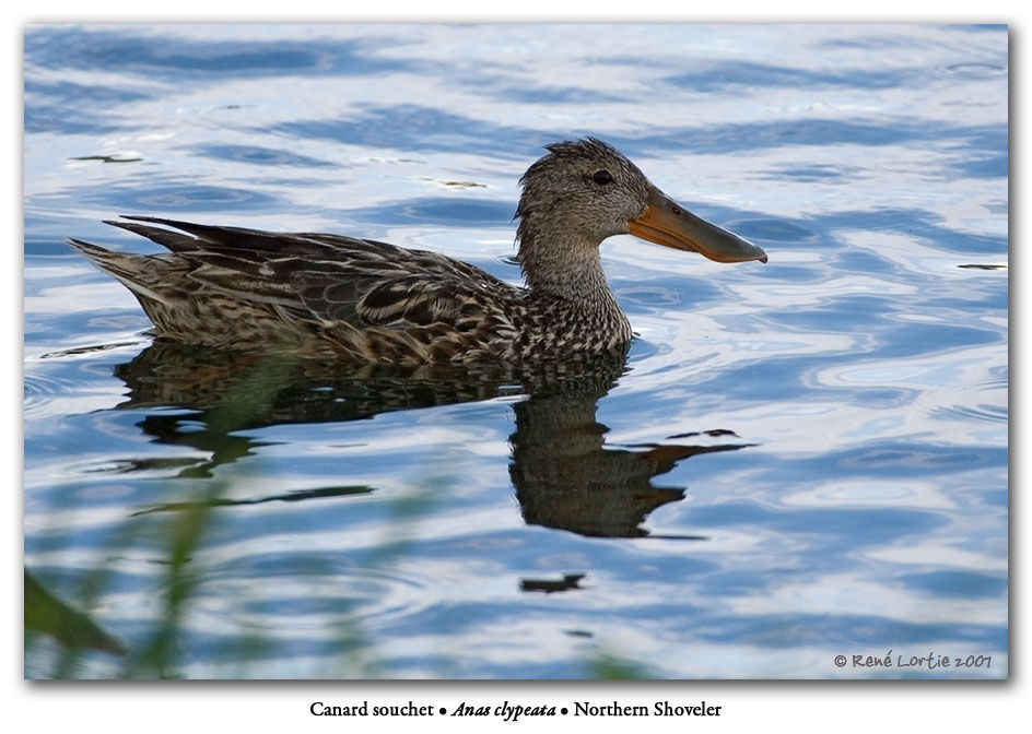 Canard souchet femelle adulte