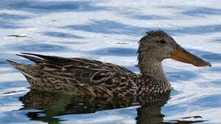 Canard souchet