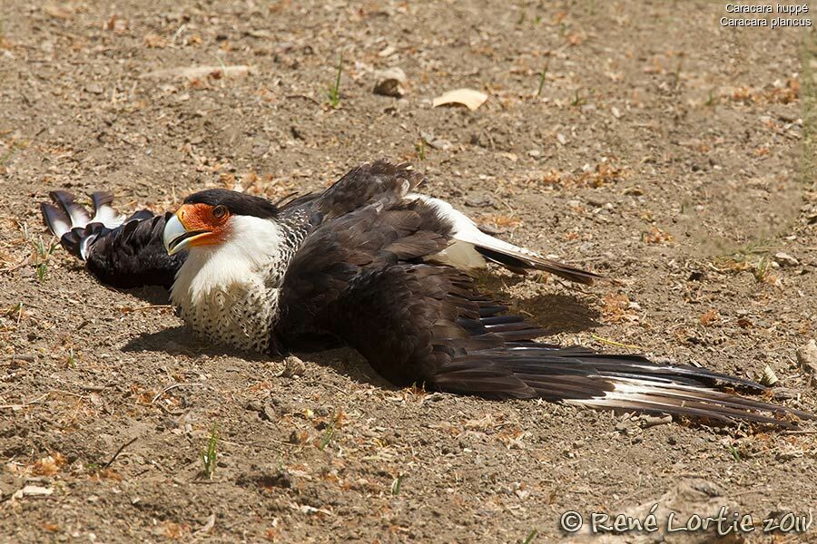 Crested Caracaraadult, identification, Behaviour