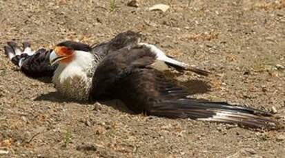 Caracara huppé