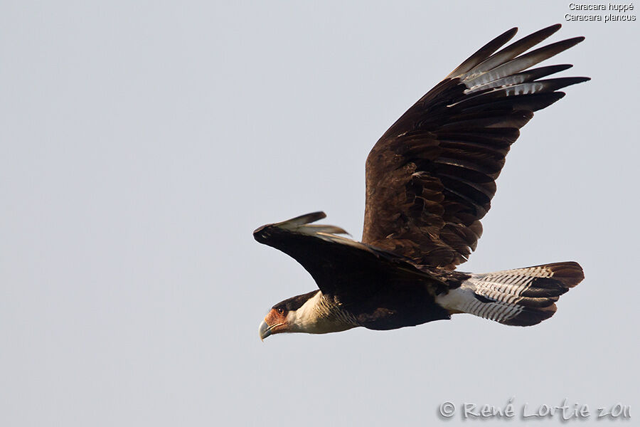 Southern Crested Caracara, Flight