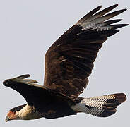 Caracara huppé