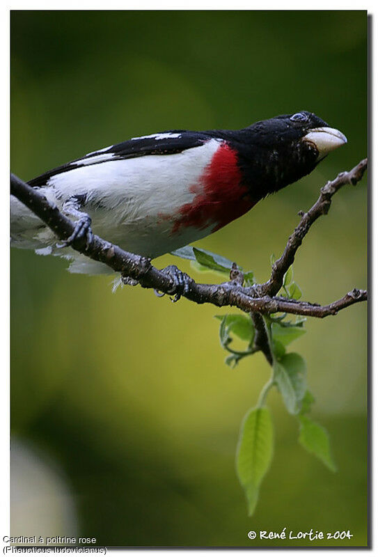 Rose-breasted Grosbeak male adult breeding