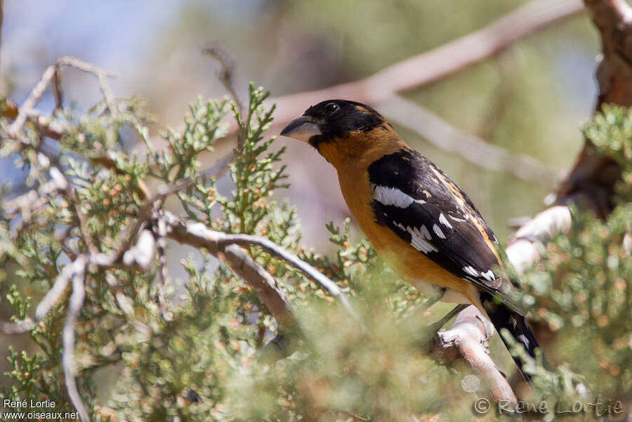 Black-headed Grosbeak male adult, identification