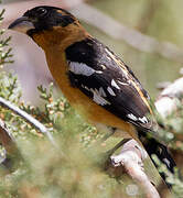 Black-headed Grosbeak