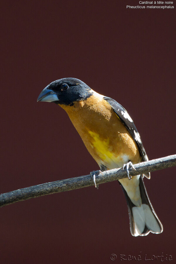 Black-headed Grosbeak male, identification