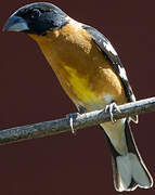 Black-headed Grosbeak