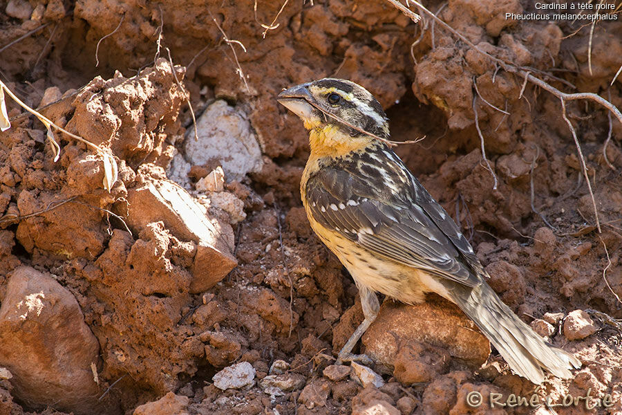 Black-headed Grosbeak female adult, identification, Reproduction-nesting, Behaviour