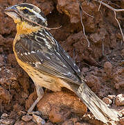 Black-headed Grosbeak