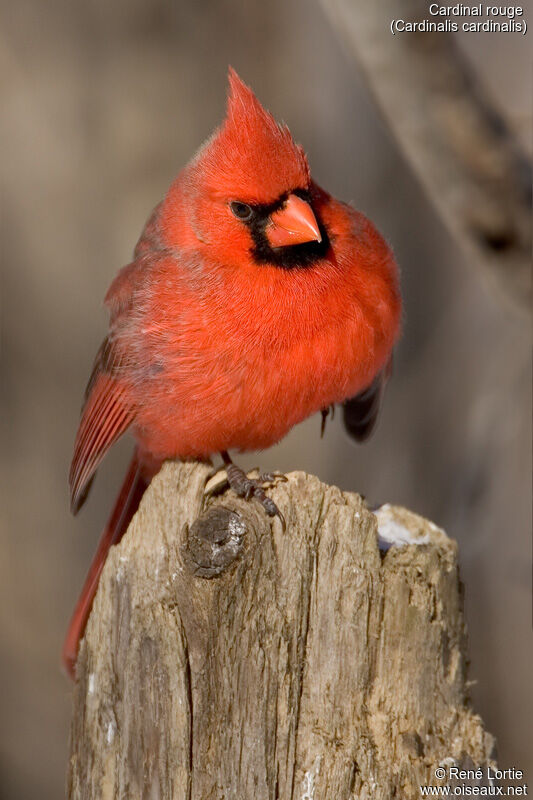 Northern Cardinal