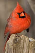 Cardinal rouge