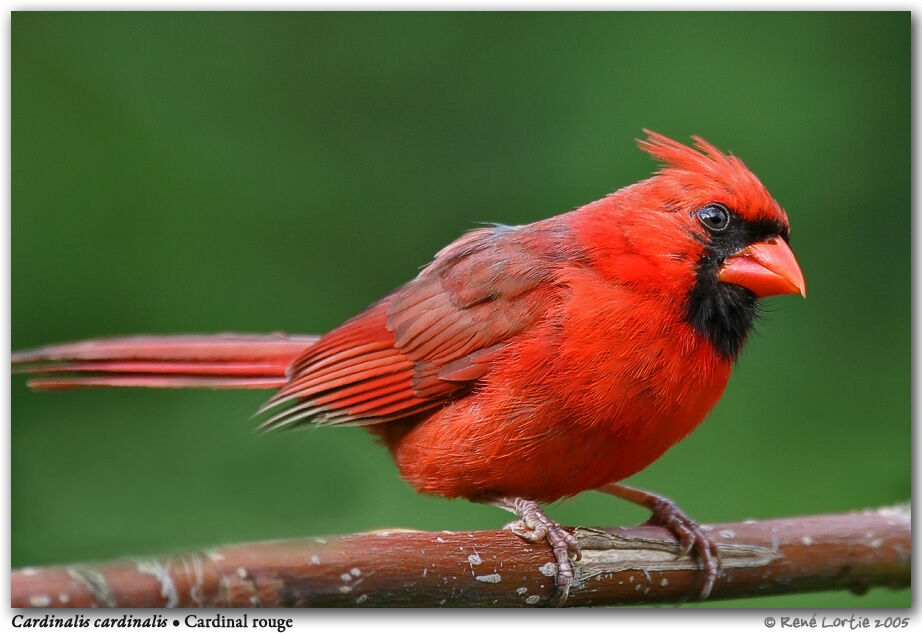 Northern Cardinal