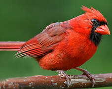 Cardinal rouge