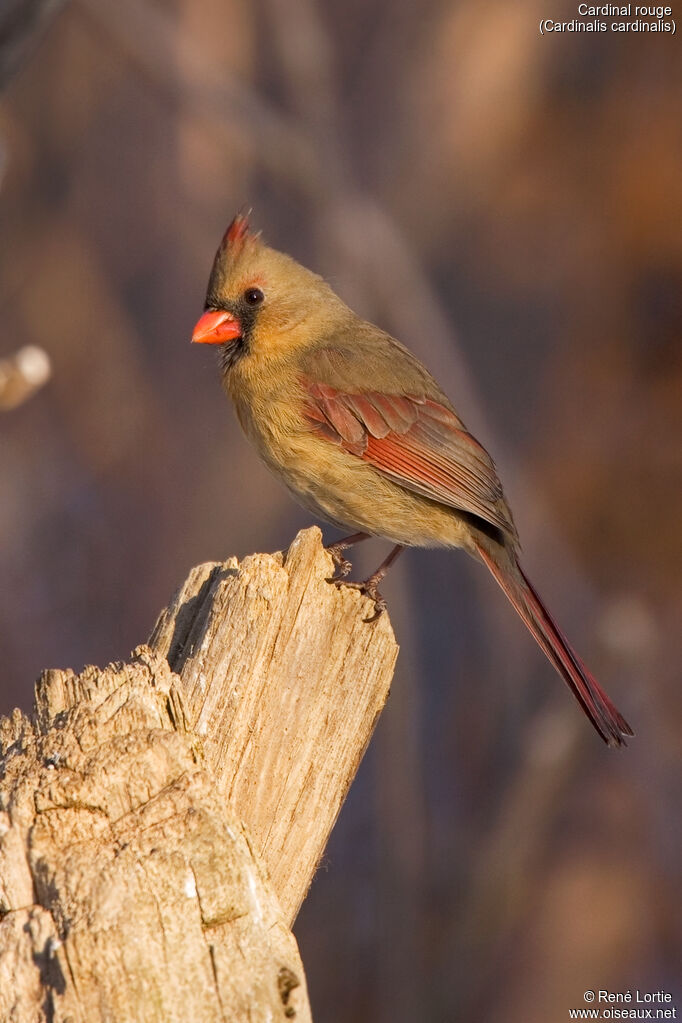 Cardinal rouge